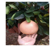 三红蜜柚苗批发优质商家置顶推荐产品