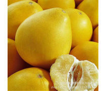 沙田柚苗产品库与柚子批发 优质果苗与果品的一站式采购平台