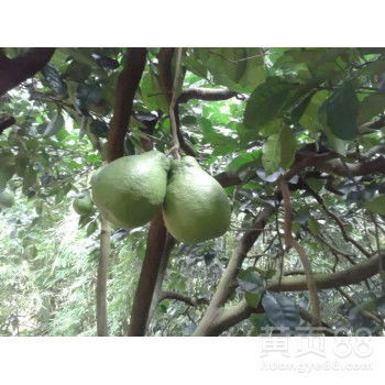 自家果园直供，白心蜜柚批发，甜润多汁，品质保证