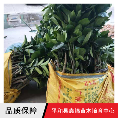 鑫锦纯正蜜柚苗供应与批发指南 红心柚、三红蜜柚、黄金蜜柚树苗选购全解析