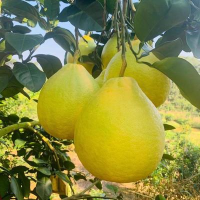 广西贺州八步区沙田柚 正宗产地直发，打造优质供应链