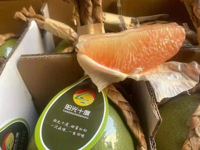 广西凭祥泰国青皮红心柚 高性价比的优质果品批发选择