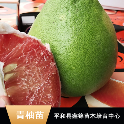 东南亚特色柚子苗木批发指南 纯正马来西亚青柚苗、无籽鸡尾青柚苗、泰国红宝石柚子苗及水晶青柚苗价格解析