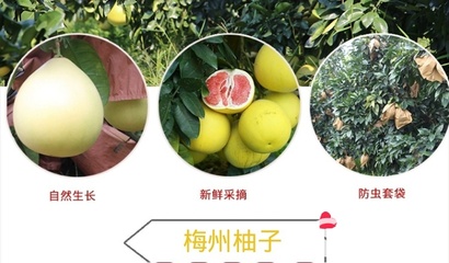 从梅州果园到中秋餐桌 三红蜜柚批发与电商合作新机遇