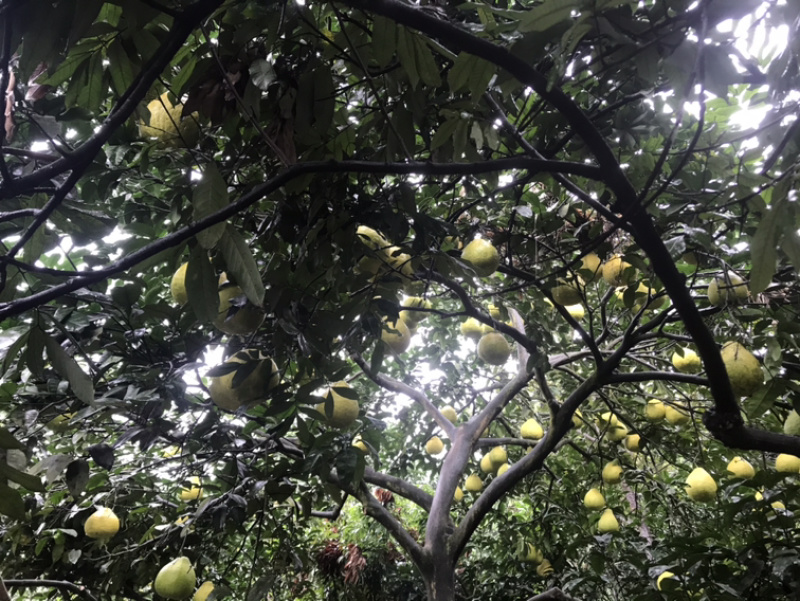 泸州合江甜柚，沙田柚产地直供，质优价廉的批发选择