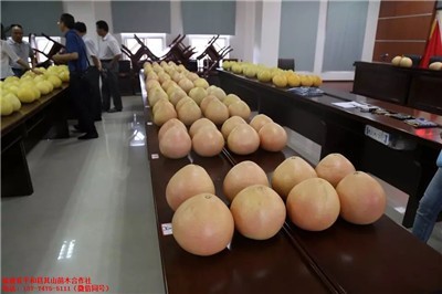 长乐大三红柚子果苗批发与市场潜力分析