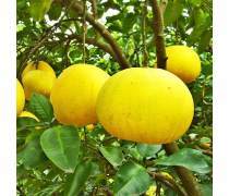 柚子批发全攻略 产品库选择与市场策略