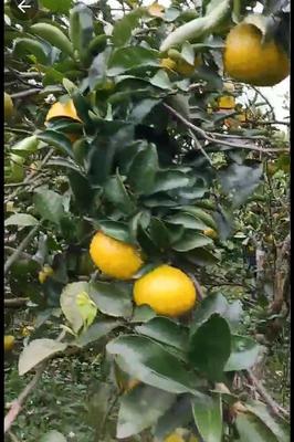 福建南平建阳区桔柚批发价格与市场前景