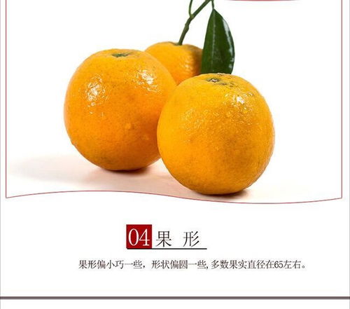 江西赣南脐橙与伦晚夏橙 甜蜜鲜果的产地直发之旅