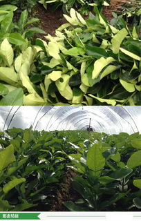 福建省漳州市优质柚子苗批发供应，源头厂家直供，价格优势显著