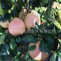 2019年湖北柚子树苗厂商报价与批发市场动态