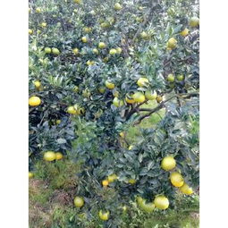 柚子与桔柚市场概览 批发供应、价格行情与采购平台指南